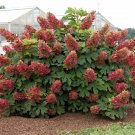 Wonderful Ruby Slippers Dwarf Oakleaf Hydrangea Bush Garden Plant