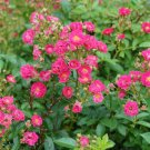 Wonderful Oso Easy Peasy Rose Garden Plant