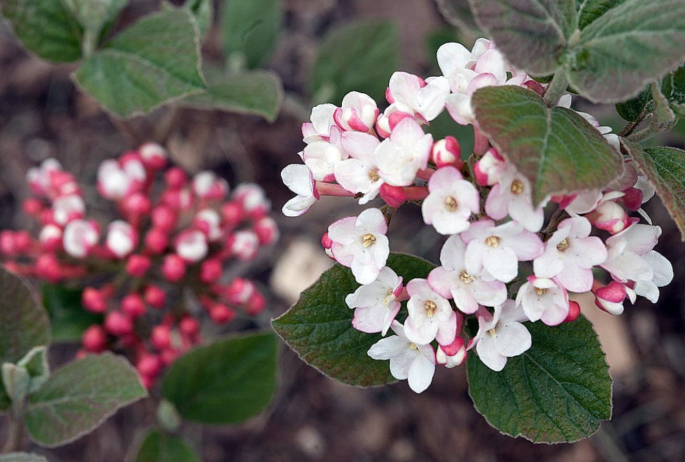 Wonderful Viburnum carlesii Korean Spice Worlds Most Beautiful Fragrant Shrub Garden Plant