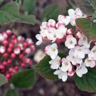 Wonderful Viburnum carlesii Korean Spice Worlds Most Beautiful Fragrant Shrub Garden Plant