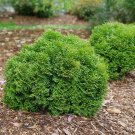 Wonderful Tater Tot Arborvitae Thuja Garden Plant