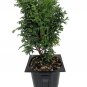 Wonderful Tater Tot Arborvitae Thuja Garden Plant