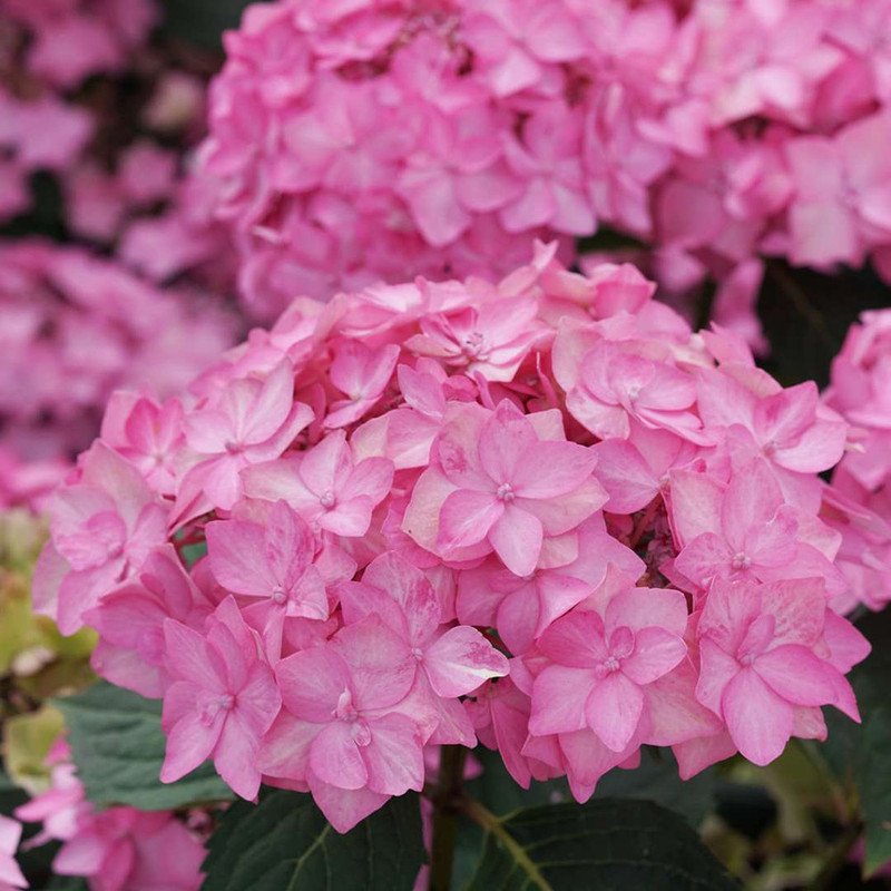 Wonderful Hydrangea Bush Lets Dance Can Do PPAF Garden Plant