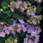 Wonderful Hydrangea Bush Lets Dance Can Do PPAF Garden Plant