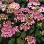 Wonderful Hydrangea Bush Lets Dance Can Do PPAF Garden Plant