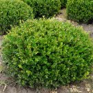 Wonderful Buxus Winter Gem Garden Plant
