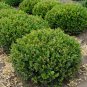 Wonderful Buxus Winter Gem Garden Plant