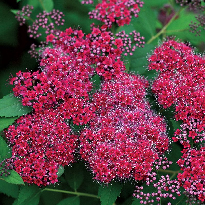 Wonderful Red Spiraea Double Play Garden Plant