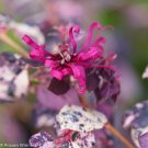Wonderful Jazz Hands Variegated Chinese Fringe Flower Garden Plant