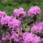 Wonderful Rhododendron Black Hat Garden Plant