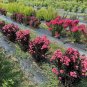 Wonderful Lagerstroemia Indica Center Stage Coral Crapemyrtle Garden Plant