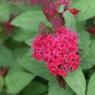 Wonderful Spiraea Doozie Double Play Garden Plant