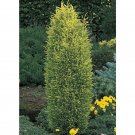 Wonderful Juniperus communis Gold Cone Juniper Garden Plant