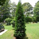 Wonderful Thuja occidentalis Full Speed A Hedge American Pillar Arborvitae Garden Plant