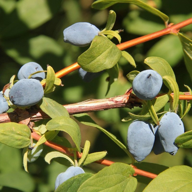 Wonderful Lonicera Yezberry Solo Haskap Garden Plant