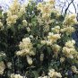 Wonderful Syringa Primrose French Lilac First Yellow Garden Plant