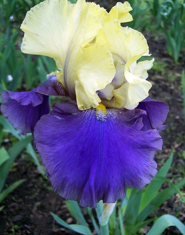 Wonderful Jurassic Park Bearded German Iris Garden Plant
