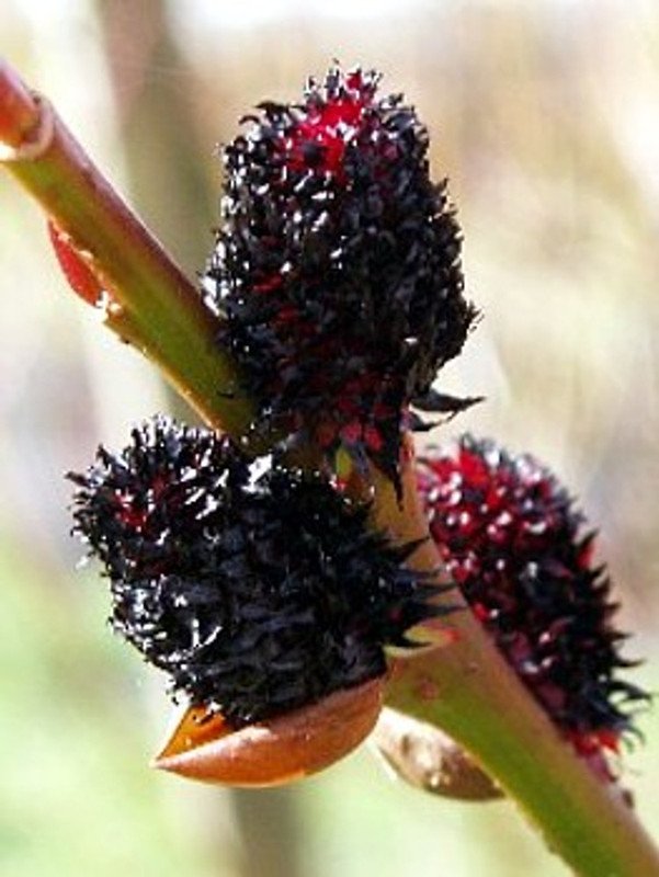 Wonderful Salix gracilistyla Melanostachy Rare Black Cat Pussy Willow Garden Plant