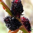 Wonderful Salix gracilistyla Melanostachy Rare Black Cat Pussy Willow Garden Plant