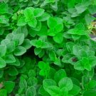 Wonderful Hot and Spicy Oregano Potted Herb Garden Plant