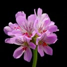 Wonderful Attar of Roses Scented Leaf Geranium Rose Fragrance Garden Plant