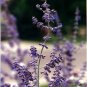 Wonderful Perovskia atriplicifolia Russian Sage Garden Plant