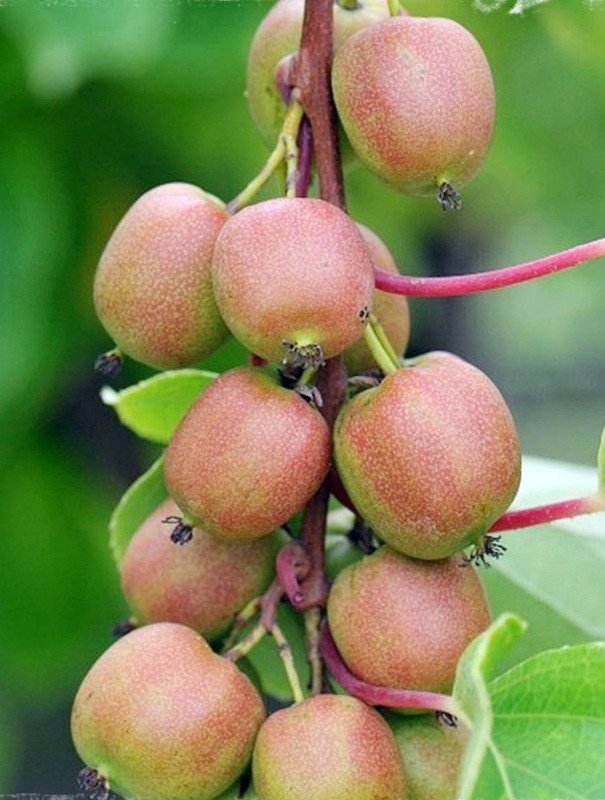 Wonderful Geneva Female Kiwi Garden Plant