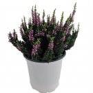 Wonderful Purple Heath Erica Garden Plant