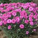 Wonderful Dianthus Pretty Poppers Goody Gumdrop Semi Double Blooms Garden Plant