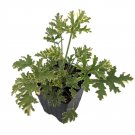 Wonderful Repels Mosquitos Lady Plymouth Rose Scented Leaf Geranium Garden Plant