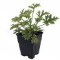 Wonderful Repels Mosquitos Lady Plymouth Rose Scented Leaf Geranium Garden Plant