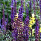 Wonderful Caradonna Blue Salvia Meadow Sage Dark Purple Garden Plant