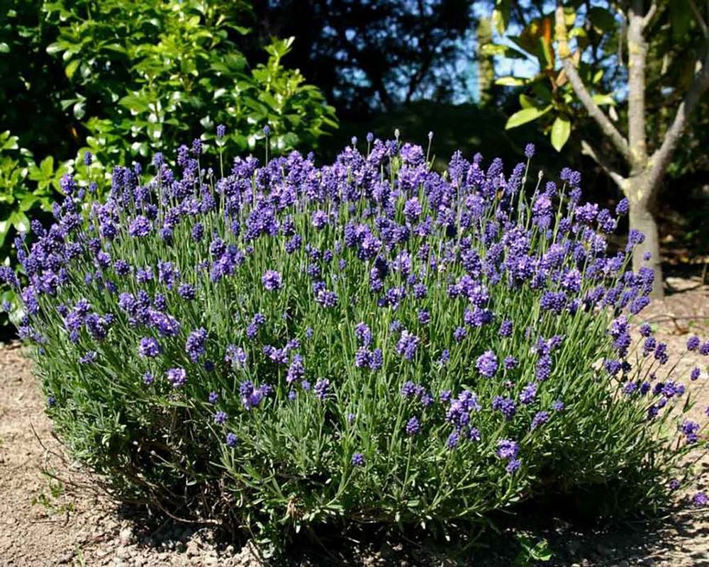Wonderful Thumbelina Leigh Lavender Herb Garden Plant