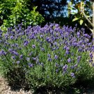 Wonderful Thumbelina Leigh Lavender Herb Garden Plant