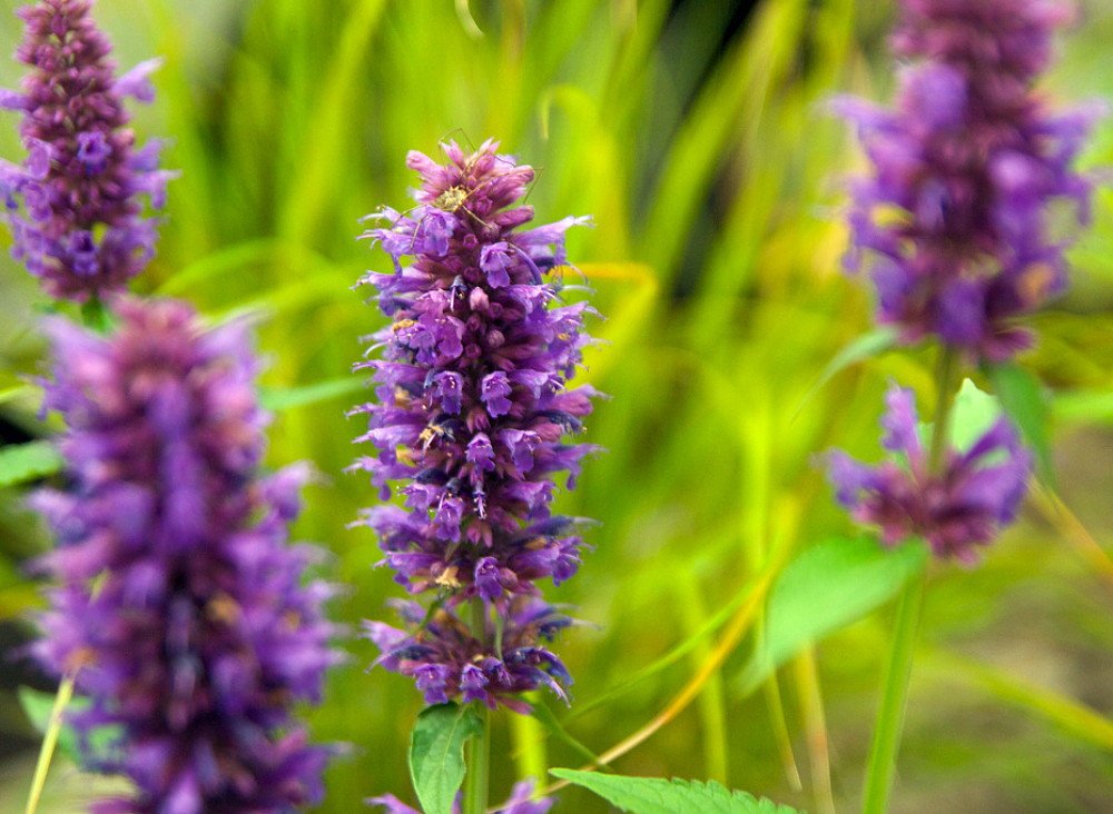 Wonderful Blue Boa Hummingbird Mint Garden Plant