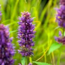 Wonderful Blue Boa Hummingbird Mint Garden Plant