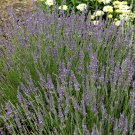 Wonderful Dilly Dilly Lavender Herb Garden Plant