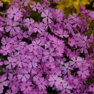 Wonderful Rocky Road Pink Creeping Phlox Perennial Garden Plant
