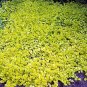 Wonderful Lysimachia Creeping Jenny Goldilocks Moneywort Garden Plant