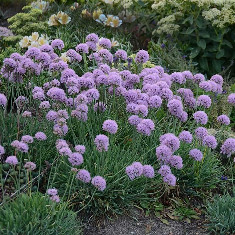 Wonderful Allium Blue Eddy Flowering Onion Perennial Garden Plant