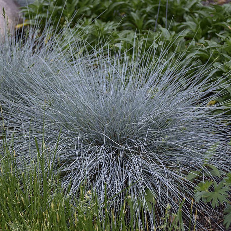 Wonderful Festuca Blue Whiskers Fescue Grass Garden Plant