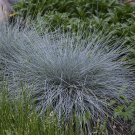 Wonderful Festuca Blue Whiskers Fescue Grass Garden Plant