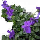 Wonderful Viola Purple Showers Marsh Violet Perennial Garden Plant