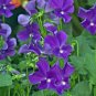 Wonderful Viola Purple Showers Marsh Violet Perennial Garden Plant