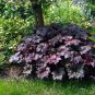 Wonderful Palace Purple Coral Bells Heuchera Garden Plant