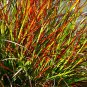 Wonderful Burgundy Bunny Red Fountain Grass Pennisetum Garden Plant