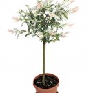 Wonderful Pink Beauty Hakuro Nishiki Japanese Willow Garden Plant