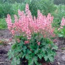 Wonderful Heucherella Pink Revolution Coral Bells Garden Plant