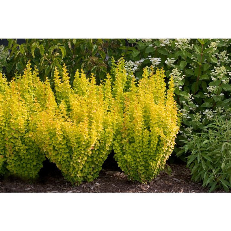 Wonderful Gold Pillar Berberis Outside or Bonsai Garden Plant