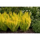 Wonderful Gold Pillar Berberis Outside or Bonsai Garden Plant
